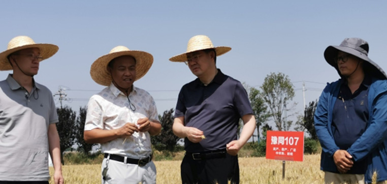 邱士可副院长一行到同位素所小麦育种基地调研指导工作